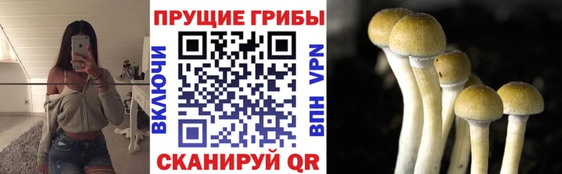 Псилоцибиновые грибы прущие грибы  Малаховка 